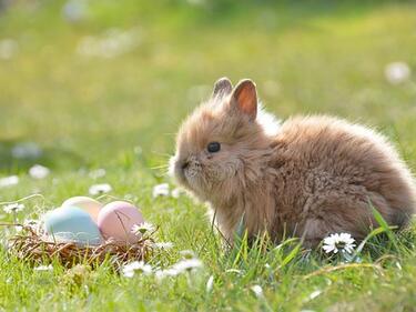 A bunny looking at a next of Easter Eggs